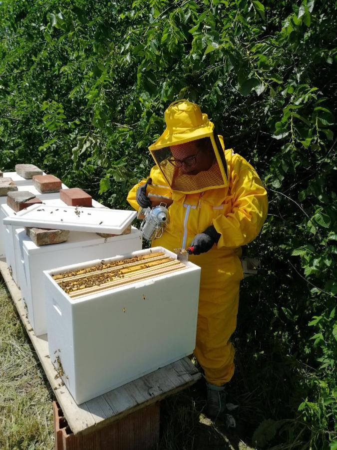 La Quinta Decima Bioagriturismo Fattoria Spedaletto Zewnętrze zdjęcie