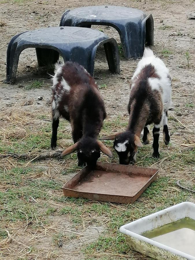 La Quinta Decima Bioagriturismo Fattoria Spedaletto Zewnętrze zdjęcie