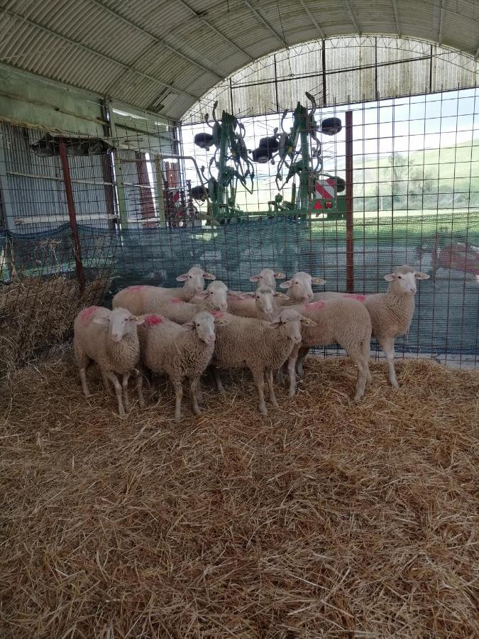 La Quinta Decima Bioagriturismo Fattoria Spedaletto Zewnętrze zdjęcie