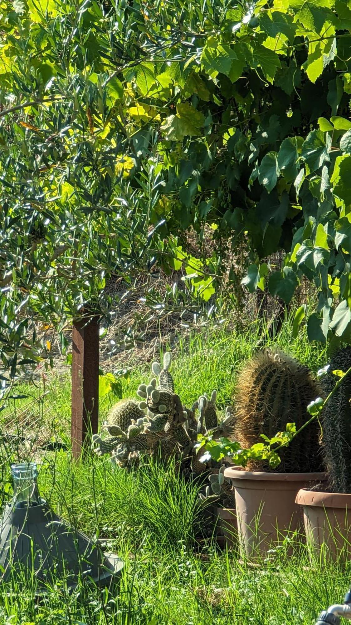 La Quinta Decima Bioagriturismo Fattoria Spedaletto Zewnętrze zdjęcie